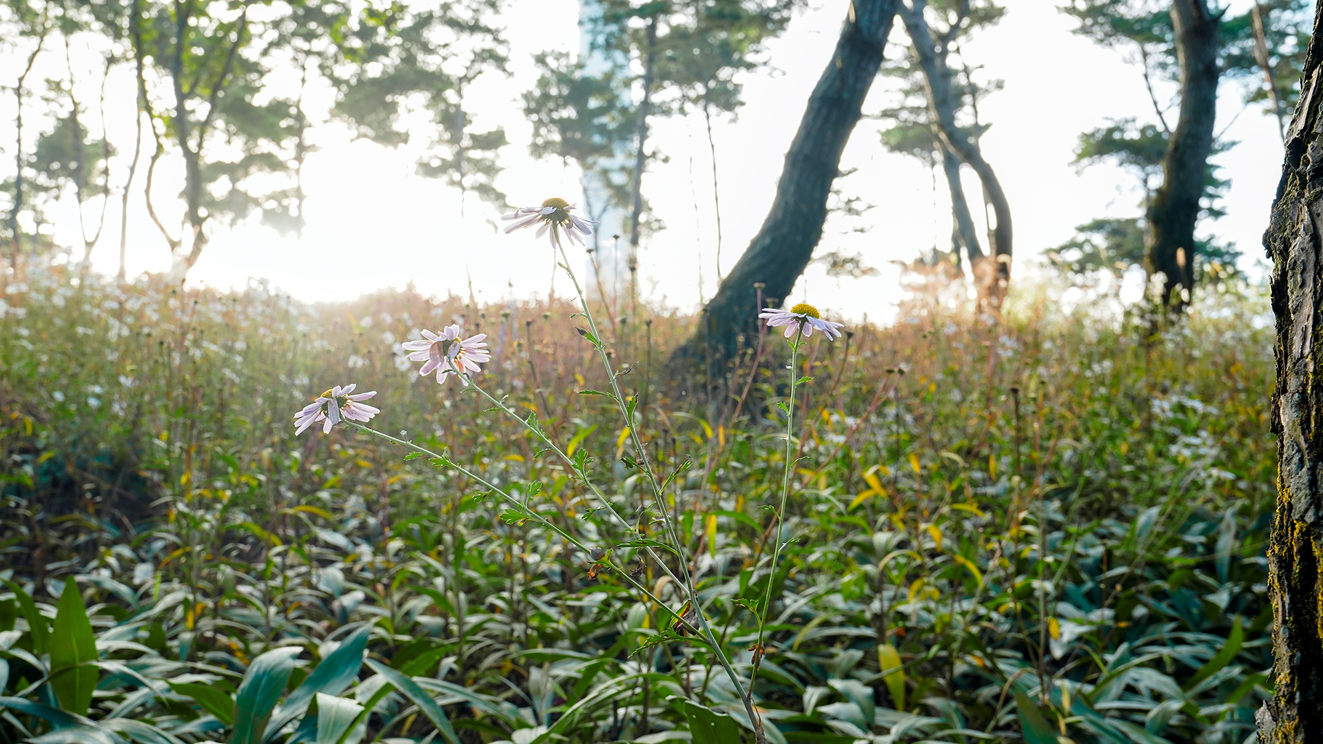 감악산 별바람언덕
